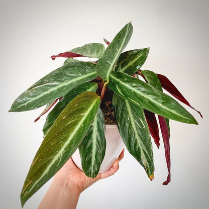 calathea magic star for sale, calathea magic star buy online, calathea magic star price, calathea magic star shop