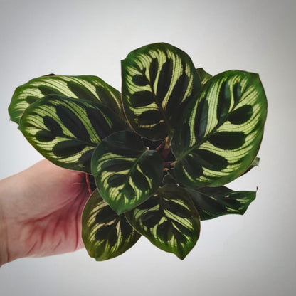 calathea makoyana for sale, calathea makoyana buy online, calathea makoyana price, calathea makoyana shop