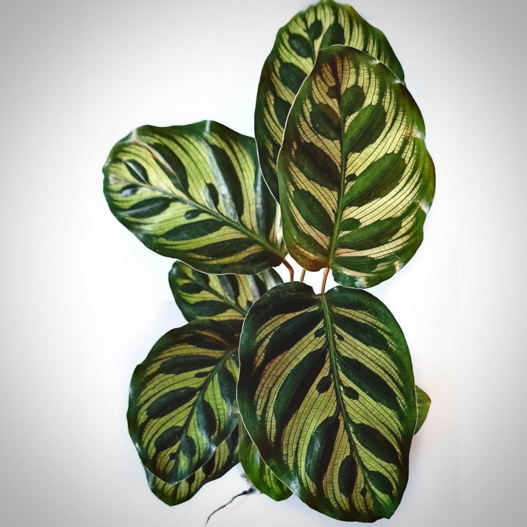 calathea makoyana for sale, calathea makoyana buy online, calathea makoyana price, calathea makoyana shop