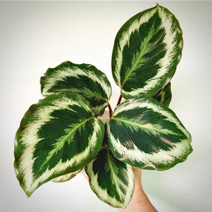 calathea marion for sale, calathea marion buy online, calathea marion price, calathea marion shop