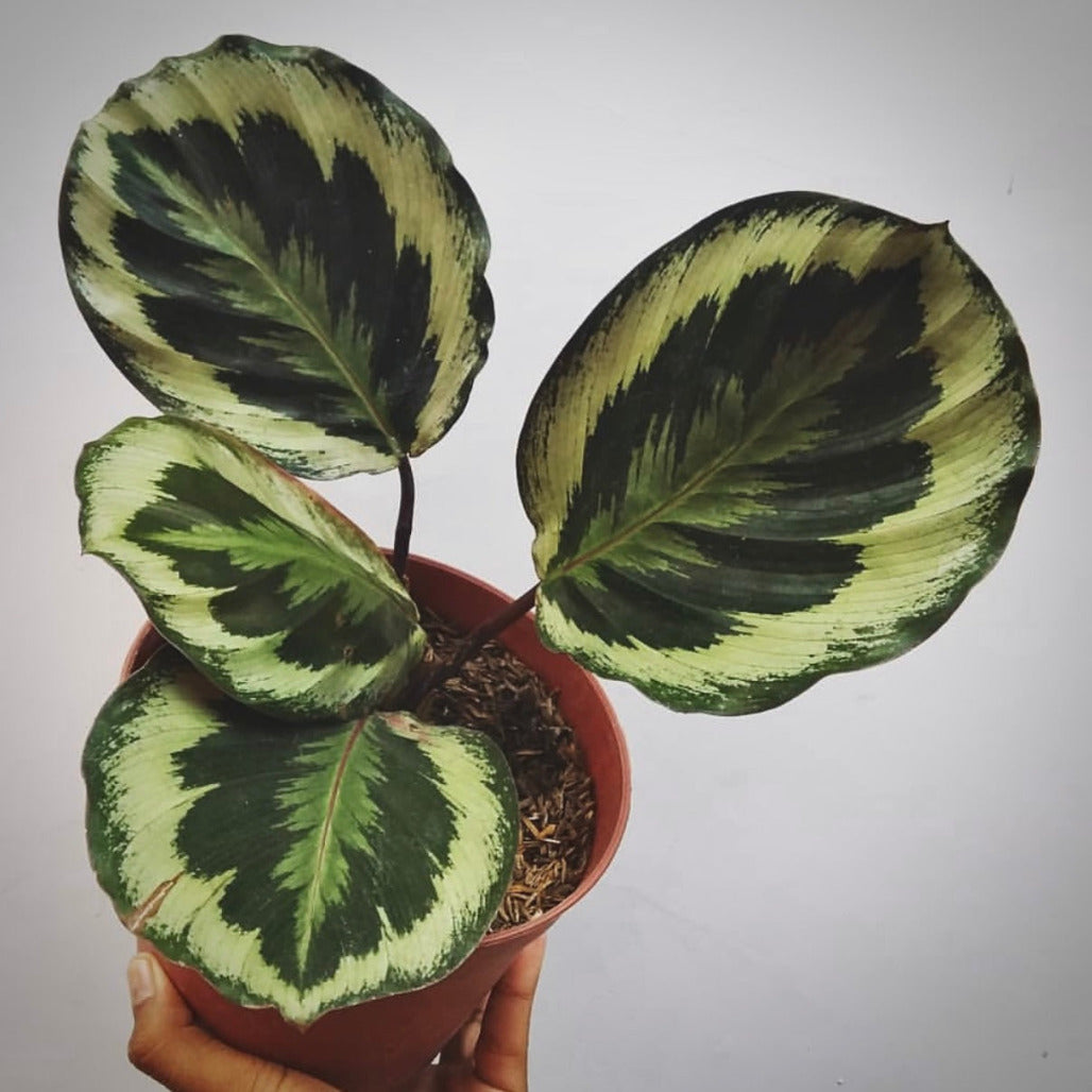 calathea marion for sale, calathea marion buy online, calathea marion price, calathea marion shop