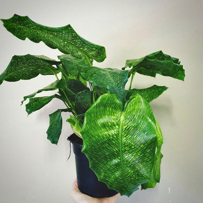 calathea musaica for sale, calathea musaica buy online, calathea musaica price, calathea musaica shop