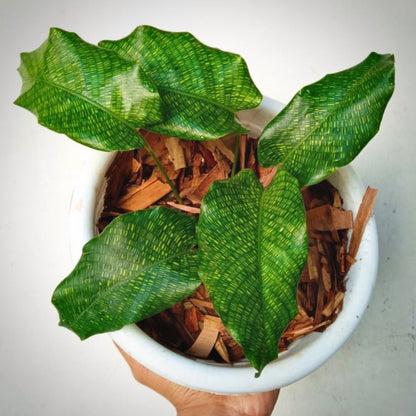 calathea musaica for sale, calathea musaica buy online, calathea musaica price, calathea musaica shop