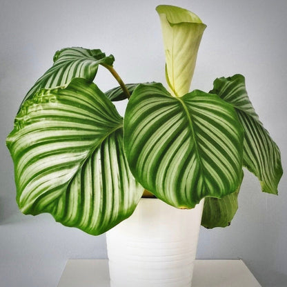 calathea orbifolia for sale, calathea orbifolia buy online, calathea orbifolia price, calathea orbifolia shop