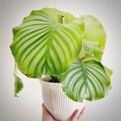 calathea orbifolia for sale, calathea orbifolia buy online, calathea orbifolia price, calathea orbifolia shop