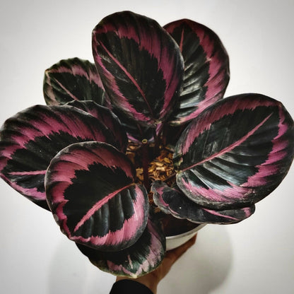 calathea princess jessie for sale, calathea princess jessie buy online, calathea princess jessie price, calathea princess jessie shop