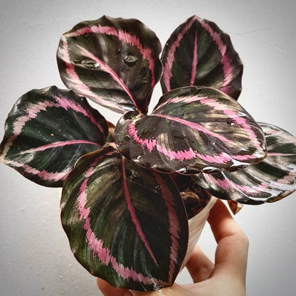 calathea princess jessie for sale, calathea princess jessie buy online, calathea princess jessie price, calathea princess jessie shop