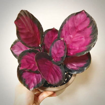 calathea rosy for sale, calathea rosy  buy online, calathea rosy  price, calathea rosy shop