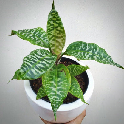 dracaena goldieana  for sale, dracaena goldieana buy online, dracaena goldieana price, dracaena goldieana shop