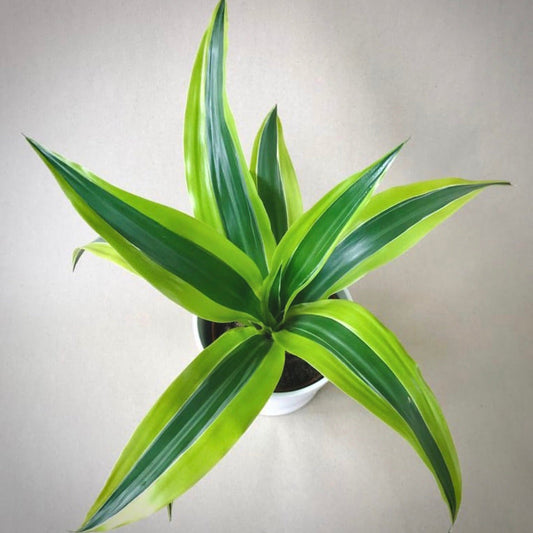 dracaena lemon lime for sale, dracaena lemon lime buy online, dracaena lemon lime price, dracaena lemon lime shop