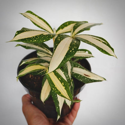 dracaena milky way for sale, dracaena milky way buy online, dracaena milky way price, dracaena milky way shop