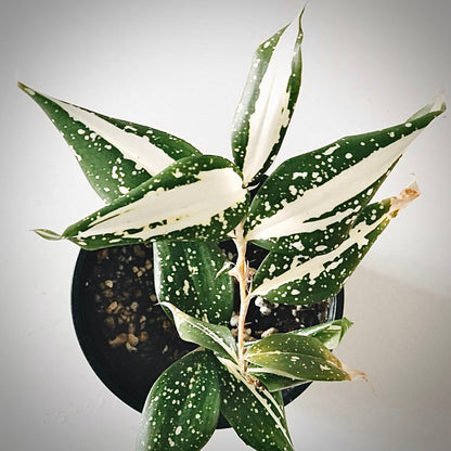 dracaena milky way for sale, dracaena milky way buy online, dracaena milky way price, dracaena milky way shop