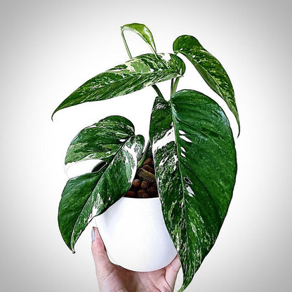 epipremnum albo variegata for sale, epipremnum albo variegata buy online, epipremnum albo variegata price, epipremnum albo variegata shop