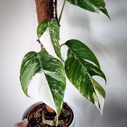 epipremnum albo variegata for sale, epipremnum albo variegata buy online, epipremnum albo variegata price, epipremnum albo variegata shop