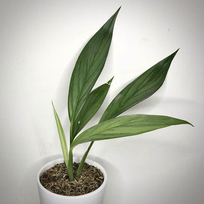 epipremnum  amplissimum silver for sale, epipremnum amplissimum silver buy online, epipremnum amplissimum silver price, epipremnum amplissimum silver shop