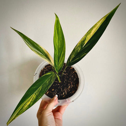 epipremnum  amplissimum variegata for sale, epipremnum amplissimum variegata buy online, epipremnum amplissimum variegata price, epipremnum amplissimum variegata shop