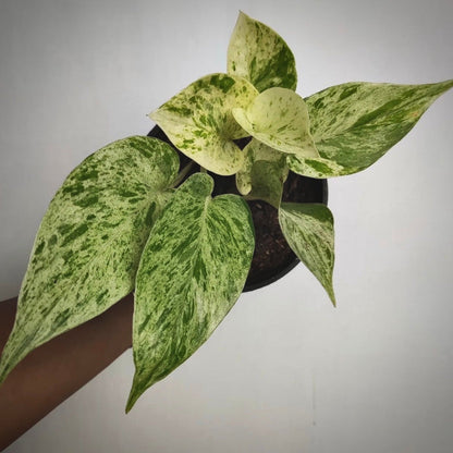 epipremnum marble queen for sale, epipremnum  marble queen buy online, epipremnum marble queen price, epipremnum marble queen shop