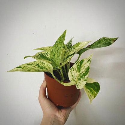 epipremnum marble queen for sale, epipremnum  marble queen buy online, epipremnum marble queen price, epipremnum marble queen shop