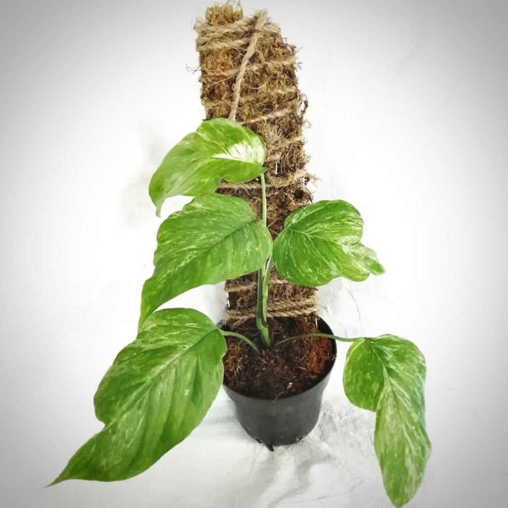 epipremnum sp merapi for sale, epipremnum sp merapi buy online, epipremnum sp merapi price, epipremnum sp merapi shop