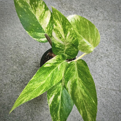 epipremnum yellow variegata for sale, epipremnum yellow variegata buy online, epipremnum yellow variegata price, epipremnum yellow variegata shop