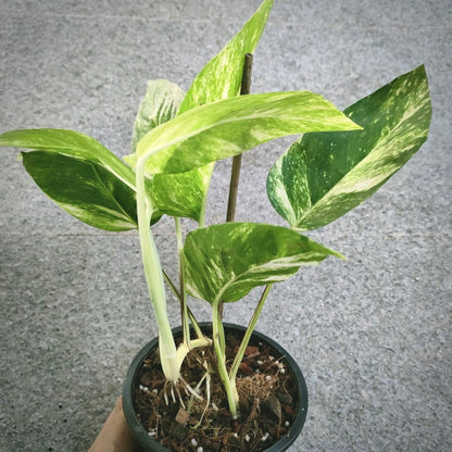 epipremnum yellow variegata for sale, epipremnum yellow variegata buy online, epipremnum yellow variegata price, epipremnum yellow variegata shop