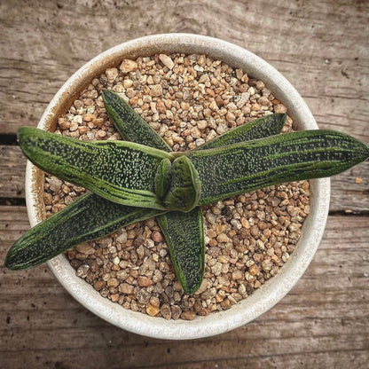 gasteria little warty for sale, gasteria little warty buy online, gasteria little warty price, gasteria little warty shop