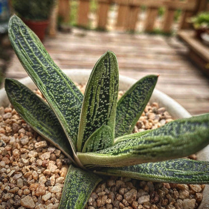 gasteria little warty for sale, gasteria little warty buy online, gasteria little warty price, gasteria little warty shop