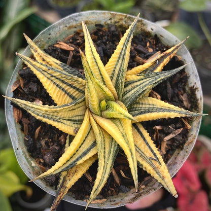 haworthia limifolia variegata for sale, haworthia limifolia variegata buy online, haworthia limifolia variegata price, haworthia limifolia variegata shop