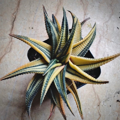 haworthia limifolia variegata for sale, haworthia limifolia variegata buy online, haworthia limifolia variegata price, haworthia limifolia variegata shop