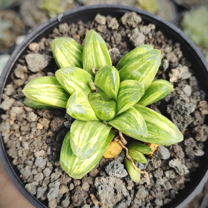 haworthia miho variegata for sale, haworthia miho variegata buy online, haworthia miho variegata price, haworthia miho variegata shop