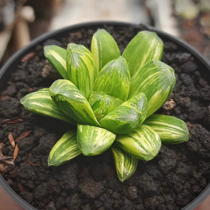 haworthia miho variegata for sale, haworthia miho variegata buy online, haworthia miho variegata price, haworthia miho variegata shop