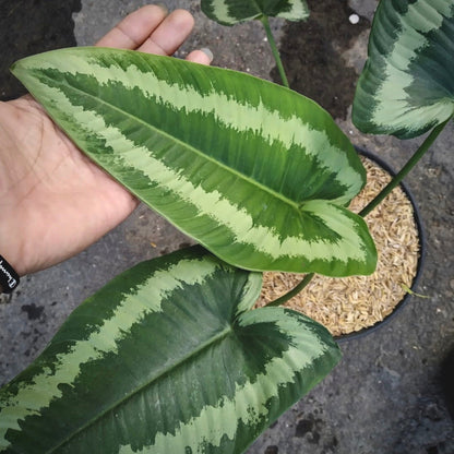 homalomena andromeda for sale, homalomena andromeda buy online, homalomena andromeda price, homalomena andromeda shop