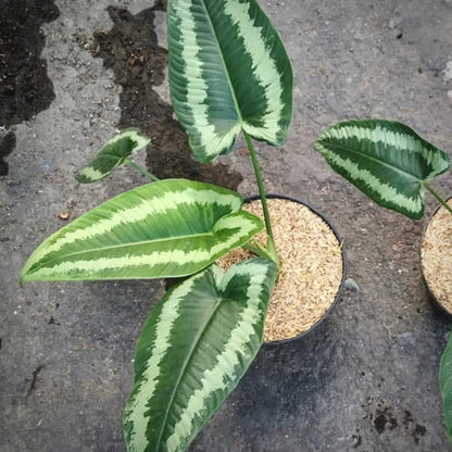 homalomena andromeda for sale, homalomena andromeda buy online, homalomena andromeda price, homalomena andromeda shop