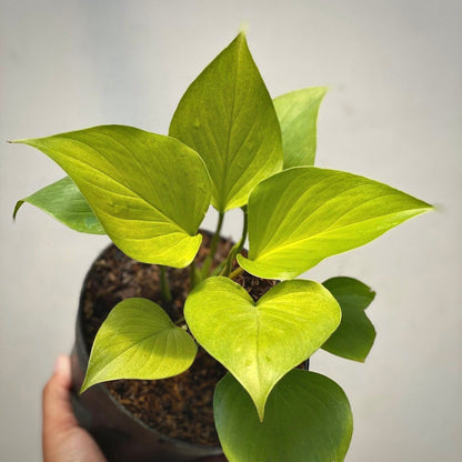 homalomena golden for sale, homalomena golden buy online, homalomena golden price, homalomena golden shop