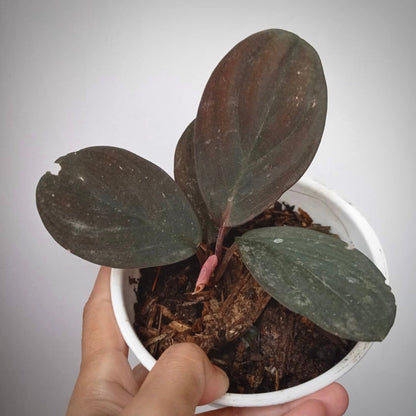 homalomena humilis for sale, homalomena humilis buy online, homalomena humilis price, homalomena humilis shop