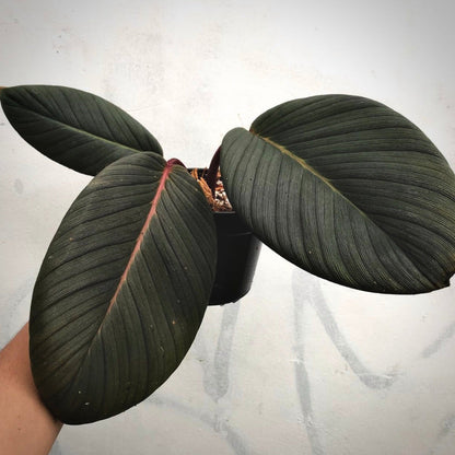 homalomena sp sumatra for sale, homalomena sp sumatra buy online, homalomena sp sumatra price, homalomena sp sumatra shop