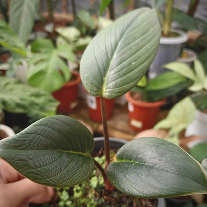 homalomena sp sumatra for sale, homalomena sp sumatra buy online, homalomena sp sumatra price, homalomena sp sumatra shop