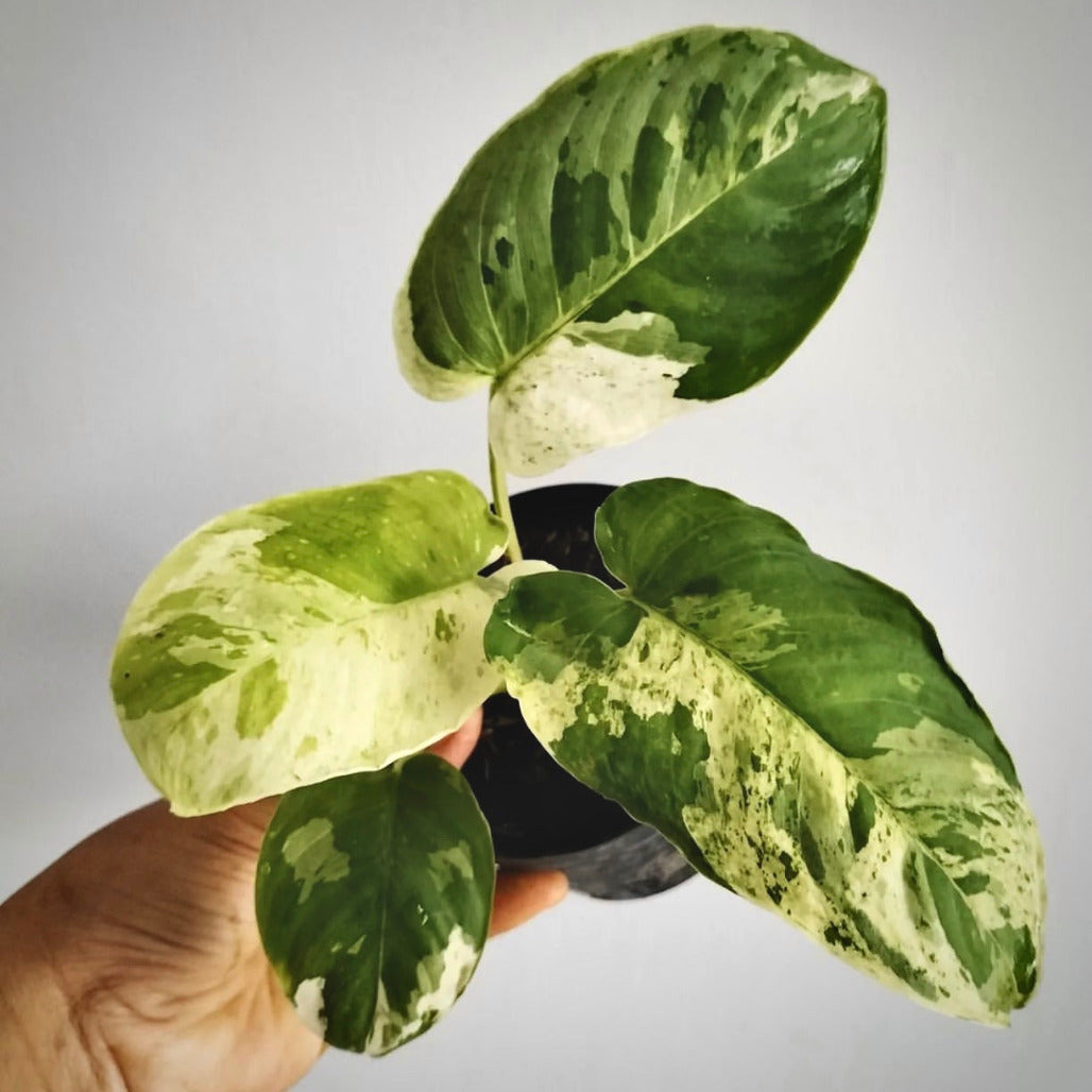 Homalomena Sp Variegated Plant cheapest By Ship DHL Express + Free Phytocanitary Certificate