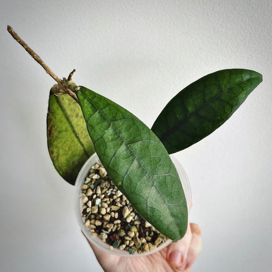 hoya aff lambii for sale, hoya aff lambii buy online, hoya aff lambii price, hoya aff lambii shop