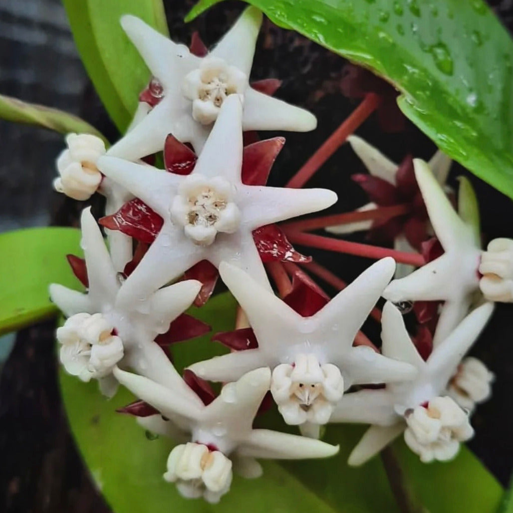 hoya albiflora for sale, hoya albiflora buy online, hoya albiflora price, hoya albiflora shop