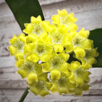 hoya amicabilis for sale, hoya amicabilis buy online, hoya amicabilis price, hoya amicabilis shop