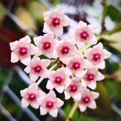 hoya anulata for sale, hoya anulata buy online, hoya anulata price, hoya anulata shop