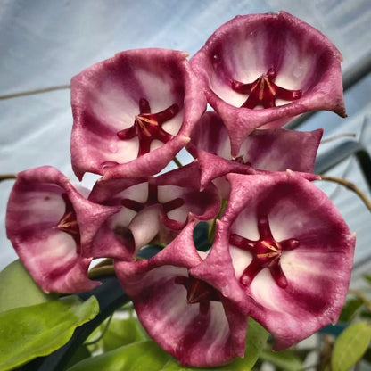 hoya archboldiana for sale, hoya archboldiana buy online, hoya archboldiana price, hoya archboldiana shop