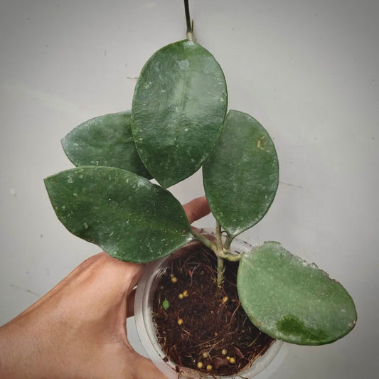 hoya benchaii for sale, hoya benchaii buy online, hoya benchaii price, hoya benchaii shop