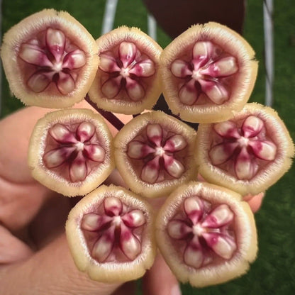 hoya benchaii for sale, hoya benchaii buy online, hoya benchaii price, hoya benchaii shop