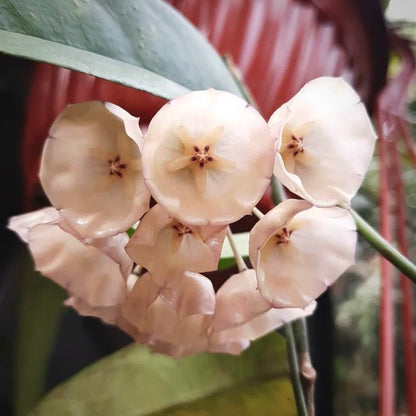 hoya campanulata for sale, hoya campanulata buy online, hoya campanulata price, hoya campanulata shop