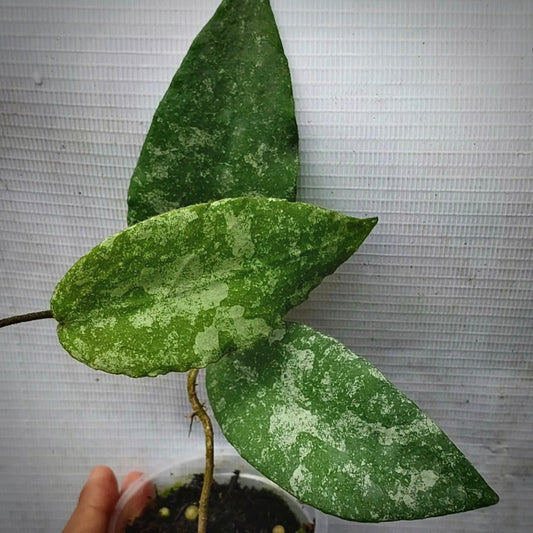 hoya caudata splash for sale, hoya caudata splash buy online, hoya caudata splash price, hoya caudata splash shop