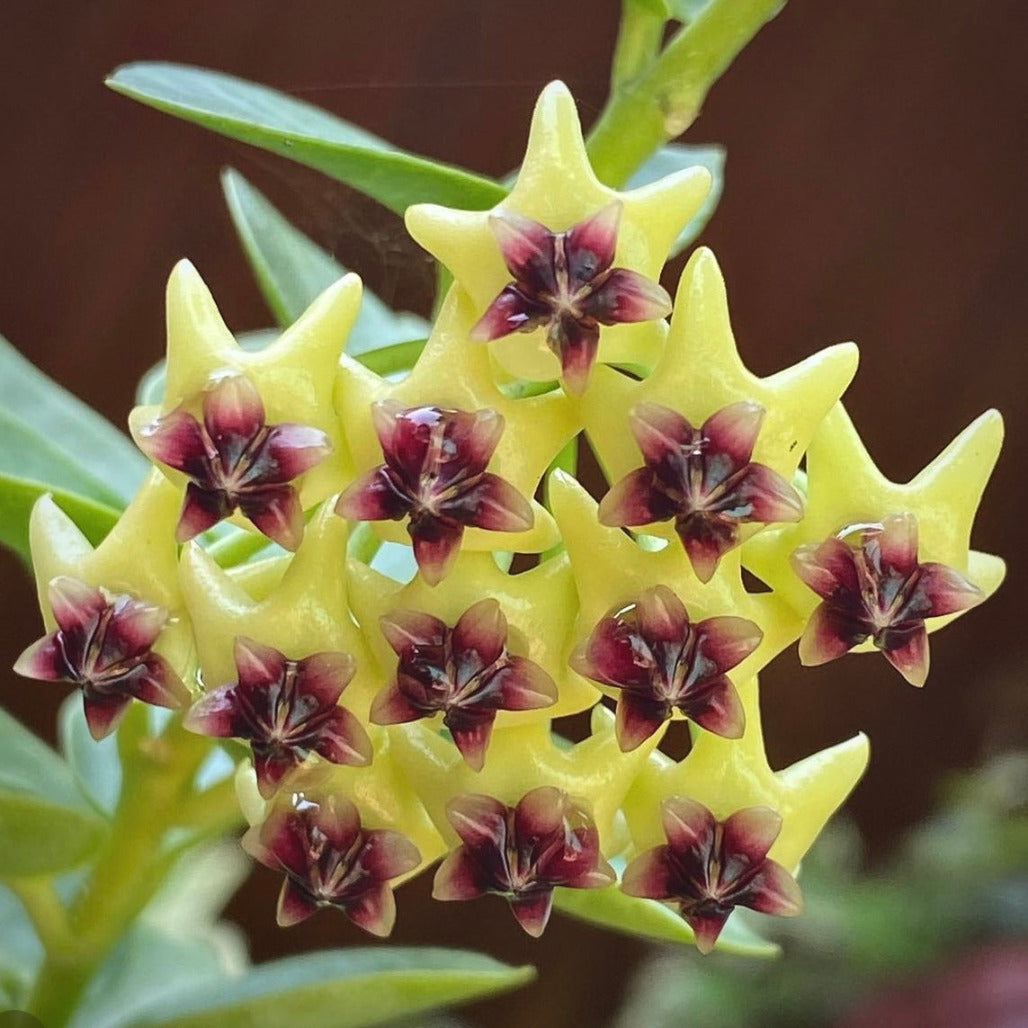 hoya cinnamomifolia for sale, hoya cinnamomifolia buy online, hoya cinnamomifolia price, hoya cinnamomifolia shop