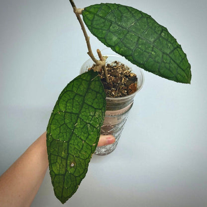 hoya clemensiorum for sale, hoya clemensiorum buy online, hoya clemensiorum price, hoya clemensiorum shop