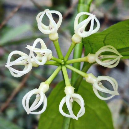 hoya decipulae for sale, hoya decipulae  buy online, hoya decipulae  price, hoya decipulae shop